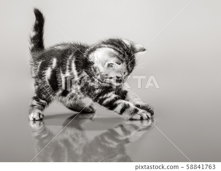 one fluffy gray beautiful kitten 58841763