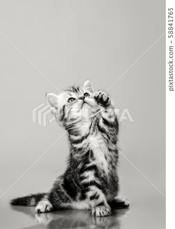 beautiful little kitten 58841765