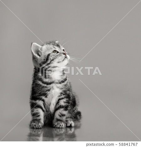 beautiful little kitten 58841767