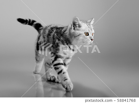 beautiful little kitten 58841768