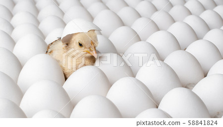 white eggs and one egg hatches chicken 58841824