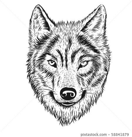 Hand Drawn Wolf Illustrator Stock Illustration