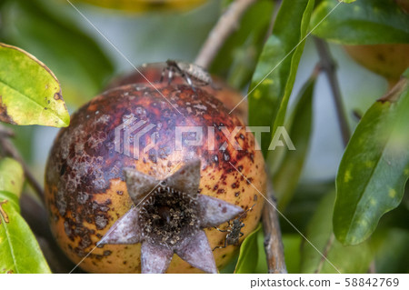 Ripe sarcophagus and stink bug Ripe sarcophagus and stink bug 58842769