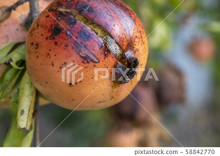 Ripe sarcophagus and stink bug 58842770