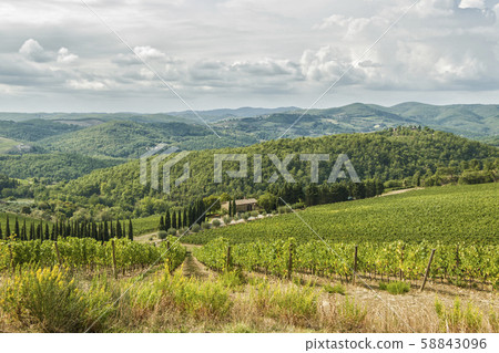 Vineyards landscapes in the morning in Albola in Vineyards landscapes in the morning in Albola in 58843096