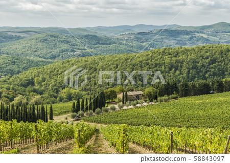 Vineyards landscapes in the morning in Albola in Vineyards landscapes in the morning in Albola in 58843097