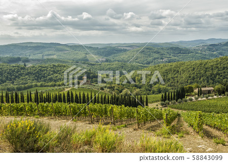 Vineyards landscapes in the morning in Albola in Vineyards landscapes in the morning in Albola in 58843099