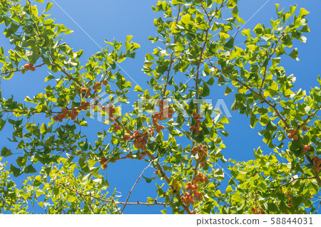Ginnan Ginkgo Ginnan Ginkgo 58844031