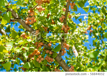 Ginnan Ginkgo 58844032