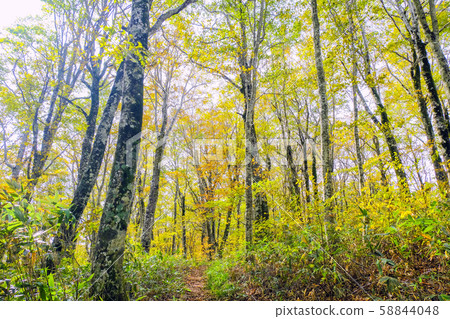 The yellow leaves of beech forest The yellow leaves of beech forest 58844048