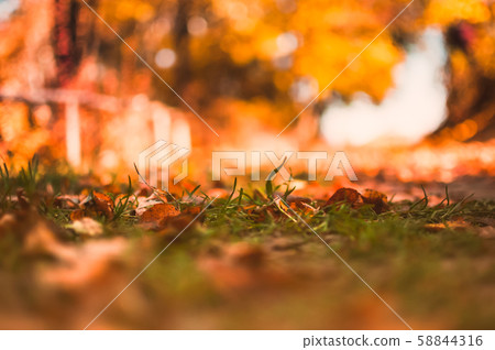 Warm autumn landscape in the morning forest at 58844316