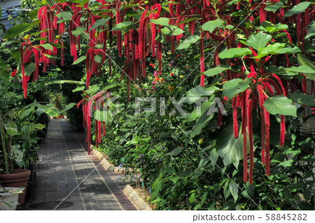 東山植物園景觀 東山植物園景觀 58845282