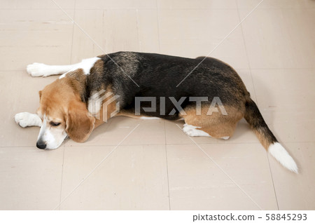 比格犬 比格犬 58845293