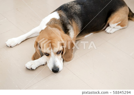 比格犬 比格犬 58845294
