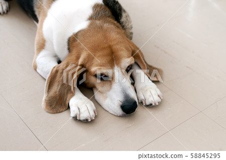 比格犬 58845295