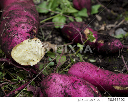 紅薯剛挖出來 58845502