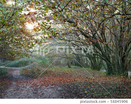 Path in the autumn forest Path in the autumn forest 58845906
