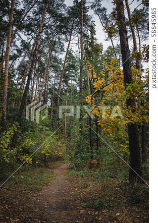 Path in autumn forest in sunny day. Selective focus. Path in autumn forest in sunny day. Fall nature Path in autumn forest in sunny day. Selective focus. Path in autumn forest in sunny day. Fall nature 58845985
