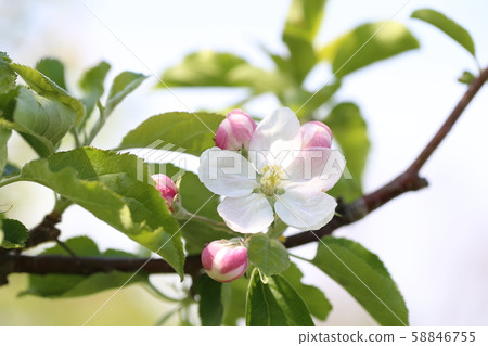 Apple flower 58846755