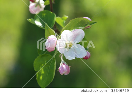 蘋果花 蘋果花 58846759