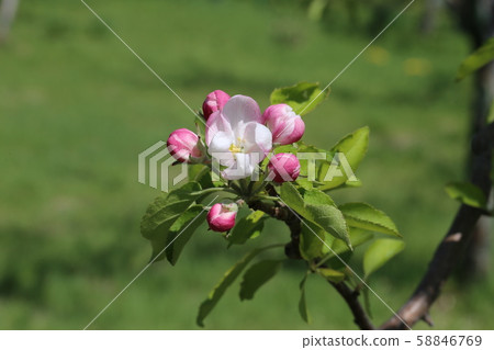 蘋果花 蘋果花 58846769
