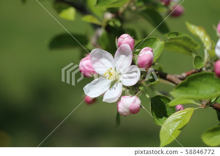 蘋果花 58846772