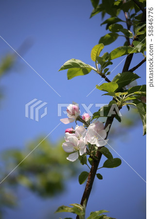 Apple flower 58846776