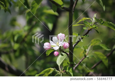 蘋果花 蘋果花 58846777