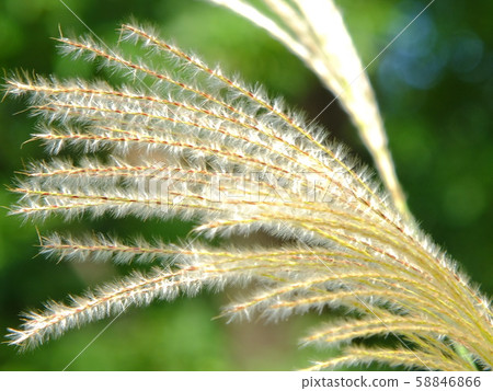 秋天花式壽司 秋天花式壽司 58846866