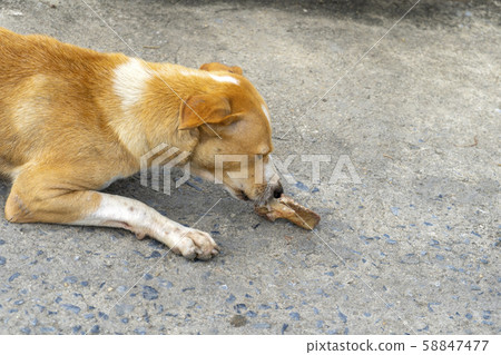 Vagrant dog eating on the side of the road 58847477