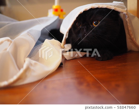 Black cat exotic short playing behind a cloth 58847660