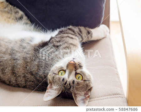 Cat lying on chair Cat lying on chair 58847686