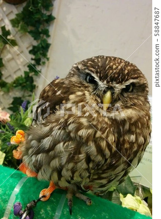 Coquinmehu owl 58847687