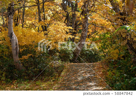 Autumn leaves of the late life Yellow road 58847842