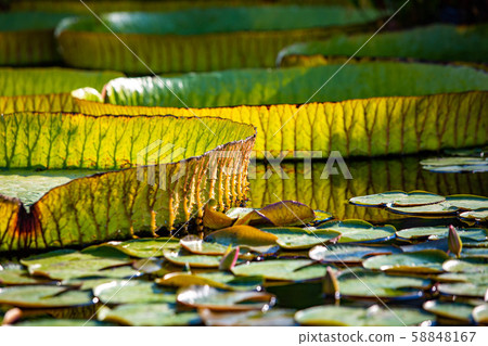 Giant amazon water lily closeup at the pond 58848167