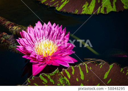 Isolated water lily closeup at summer day Isolated water lily closeup at summer day 58848295