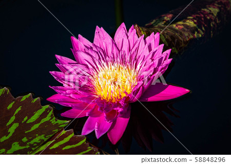 Isolated water lily closeup at summer day Isolated water lily closeup at summer day 58848296