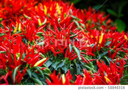 Red hot chili peppers growing naturally in garden Red hot chili peppers growing naturally in garden 58848316