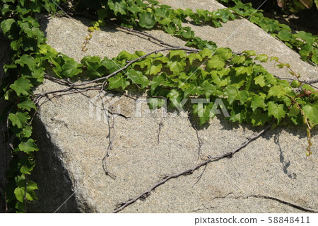 Rough rough skin Rough rough skin 58848411