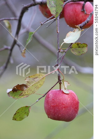 Apple Apple 58848794