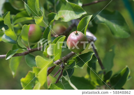 Apple Apple 58848862