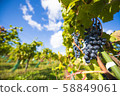 Vineyard Vineyard 58849061