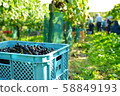 Grape Harvest Grape Harvest 58849193
