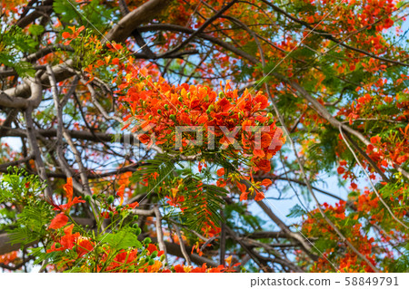 Royal poinciana tree 58849791