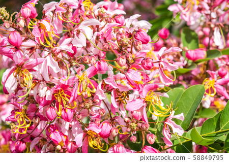 Cassia bakeriana Craib, 58849795