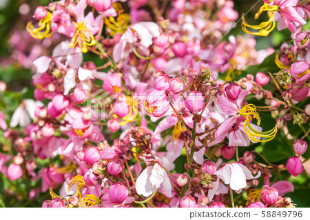 Cassia bakeriana Craib, 58849796