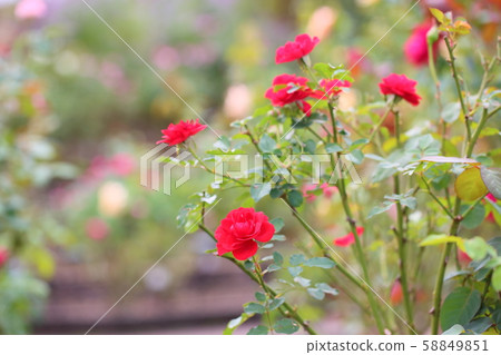Rose flower 58849851
