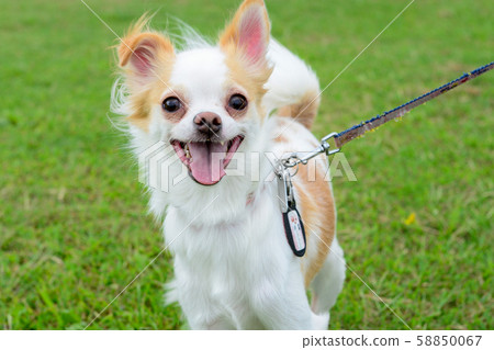 Happy chihuahua 58850067