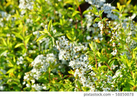 白雪皚皚的柳樹枝與許多白色的小花的特寫照片 58850078