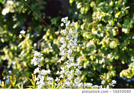 白雪皚皚的柳樹枝與許多白色的小花的特寫照片 58850080